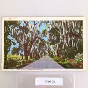 An Alluring Highway Scene Down South Florida 1930s Postcard FL PC 1946 Quincy